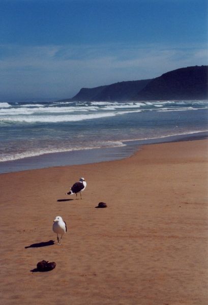 seagulls